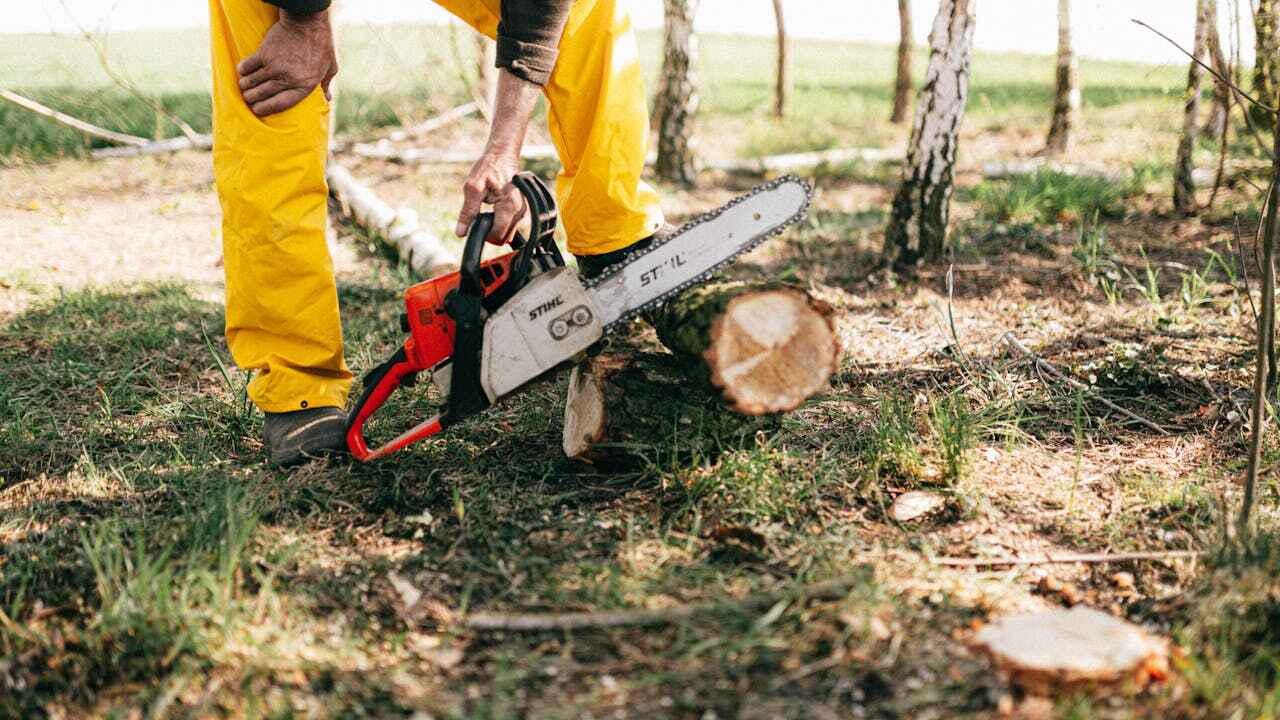 Best Local Tree Services  in Mayville, WI